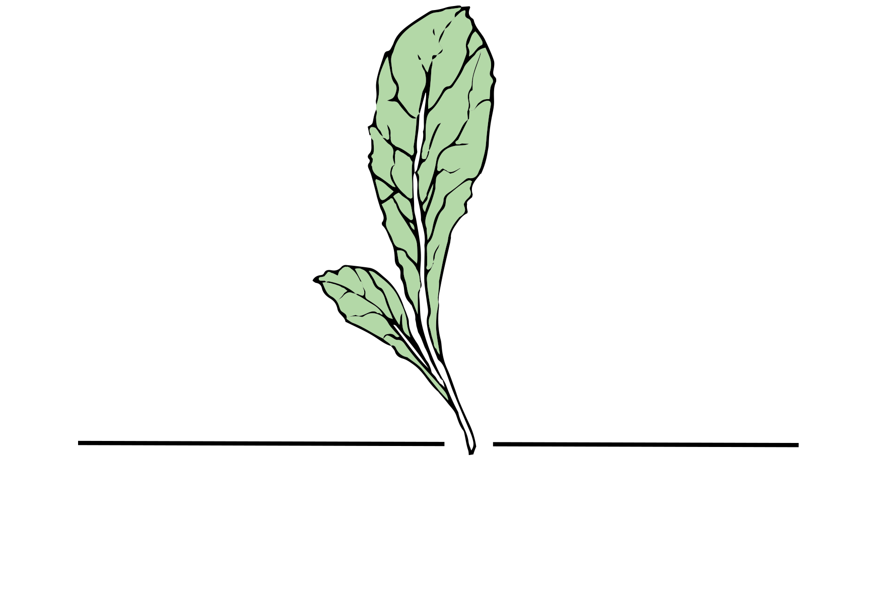 Sauvie Island Growers Organic Salad Greens + Portland Grown Produce